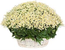 Цветочная композиция из Ромашки в корзине #REPLACE_PRED# Поселок совхоза Архангельский